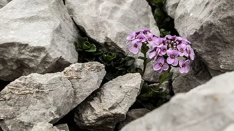 Das Symbolbild zeigt eine lila Pflanze, die zwischen Steinen hervorwächst. 