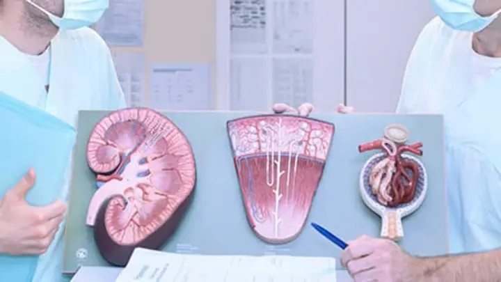 Zwei Experten der Nephrologie beraten sich.