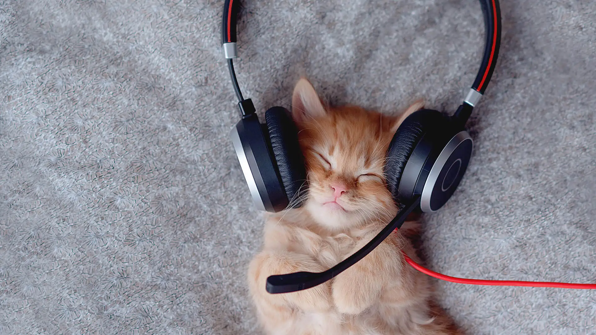Eine Katze hört Musik. Sie trägt Kopfhörer.