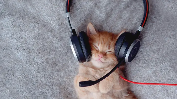Eine Katze hört Musik. Sie trägt Kopfhörer.