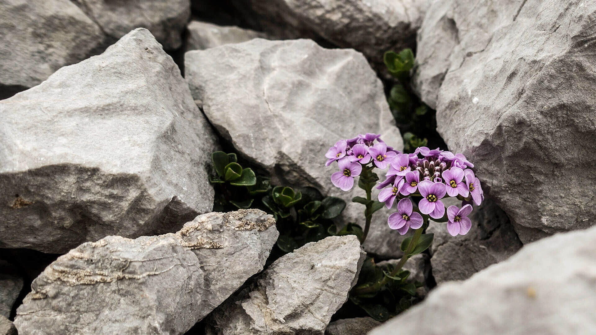 Psychotraumatologie Klinikum Nürnberg NÜRNBERG