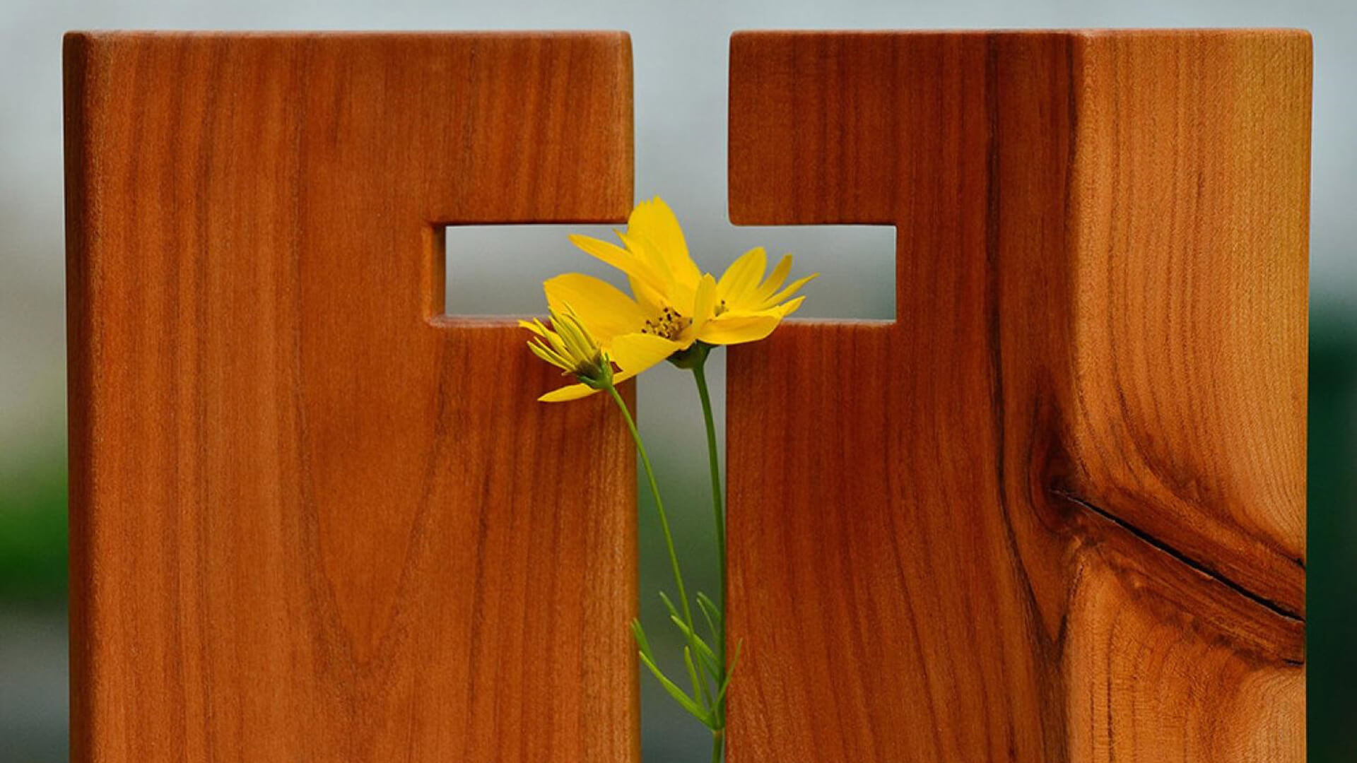 Eine Blume spitzt durch ein Holzekreuz.